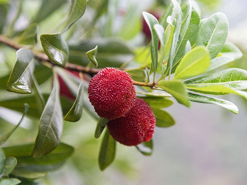 Bayberry Growing On Red