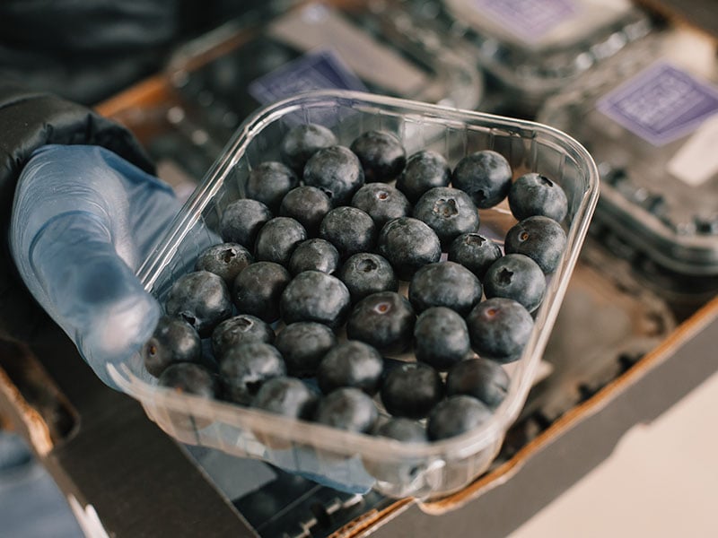 Blueberry Berries Plastic