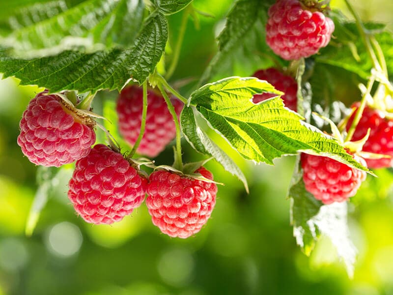 Branch Ripe Raspberries