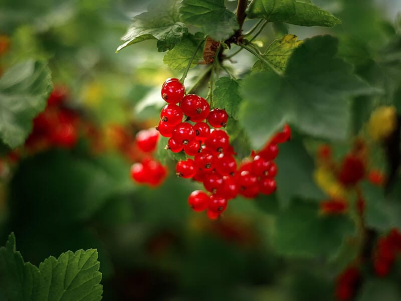Bush Berries Ripe Redcurrant