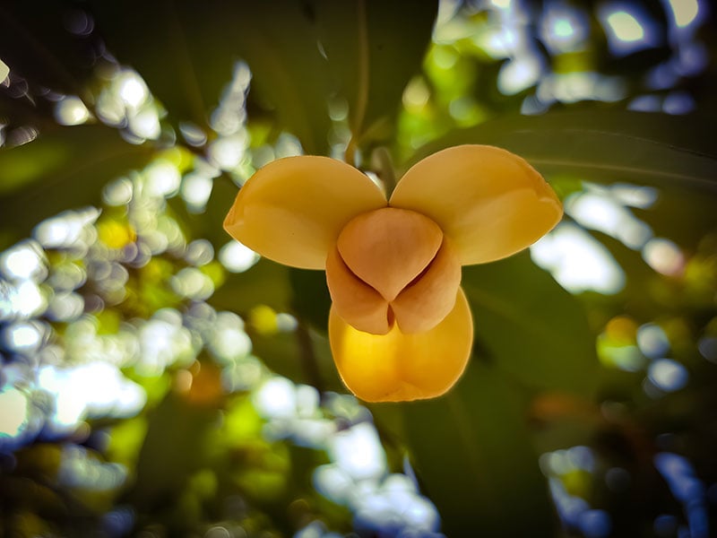 Cambodia Rumdul Flower White