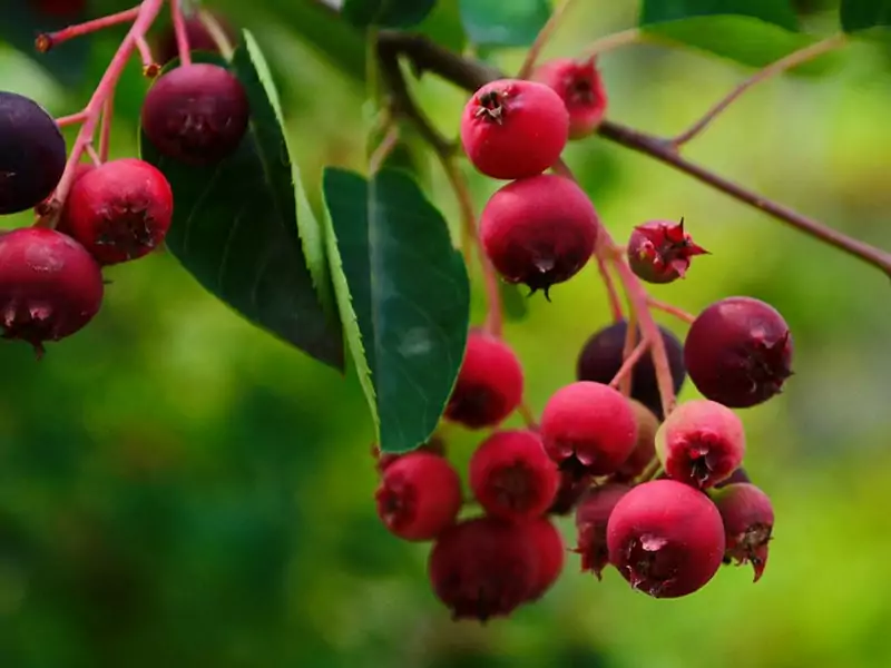 Delicious Fresh Juneberry