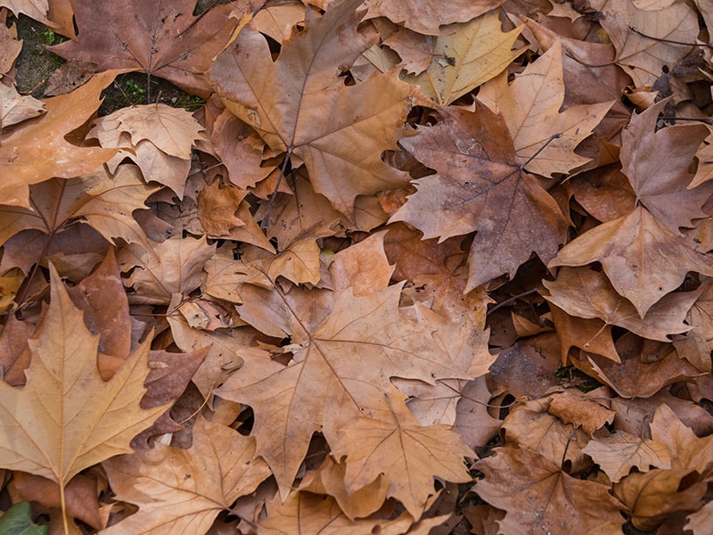 Dried Leaf Potpourri