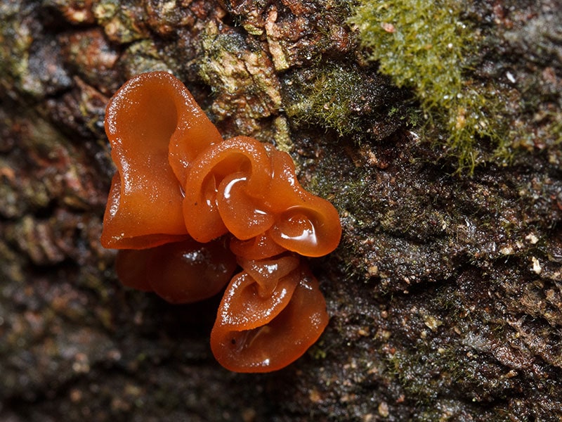 Ear Jelly Mushroom
