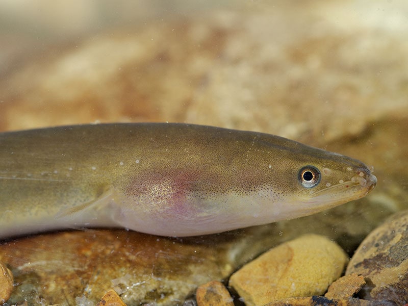 European Eels