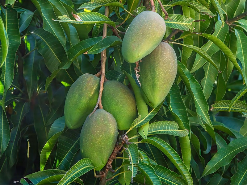 Five Rosigold Mangoes Binomial