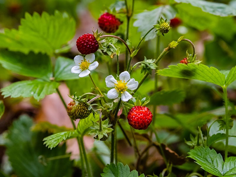 Forest Strawberry