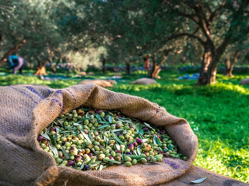 Fresh Olives in Sacks