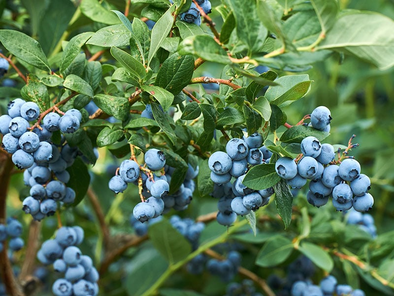 Fresh Organic Blueberrys