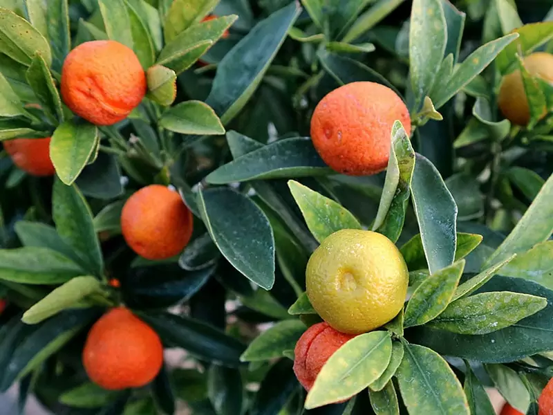 Fukushu Kumquat