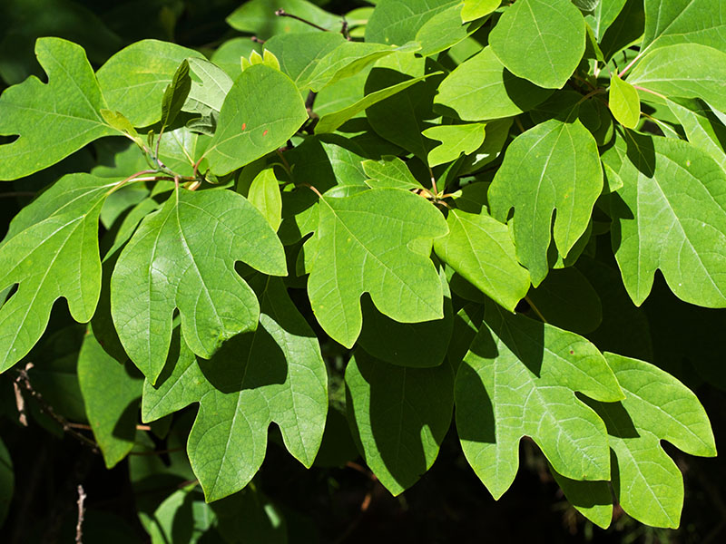 Green Leaf Sassafras
