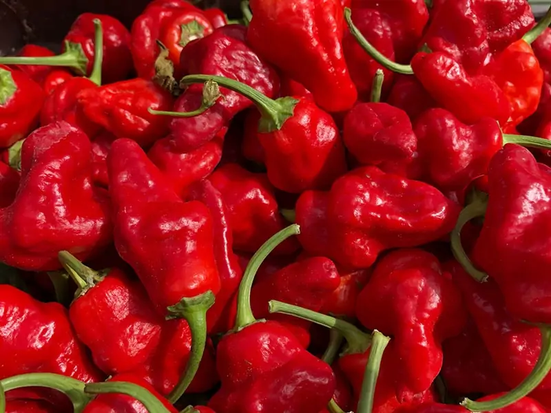 Jamaican Hot Pepper