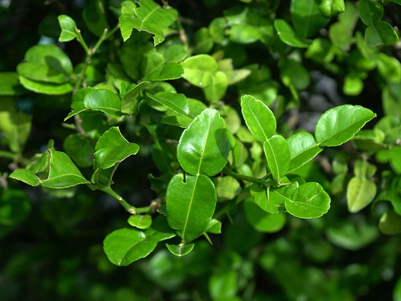 Lime Leaves Lemon Green