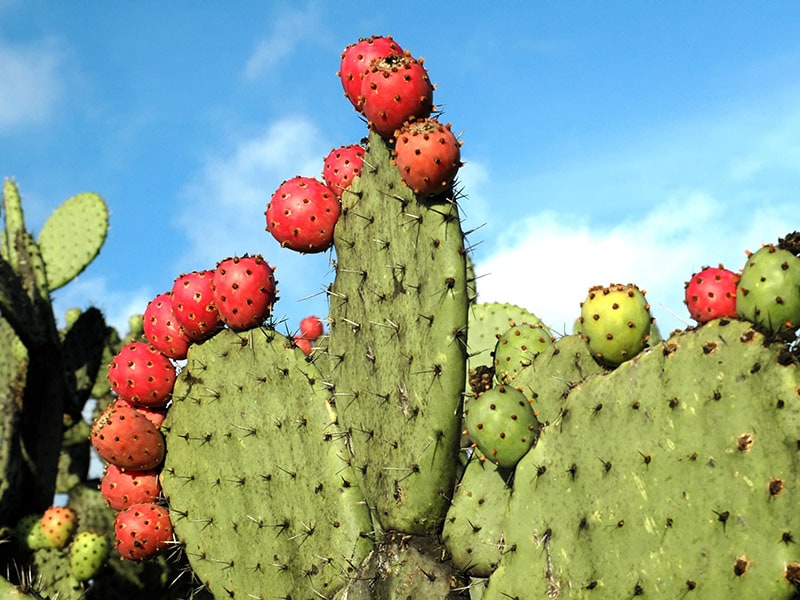 Nopal Cacturs Under