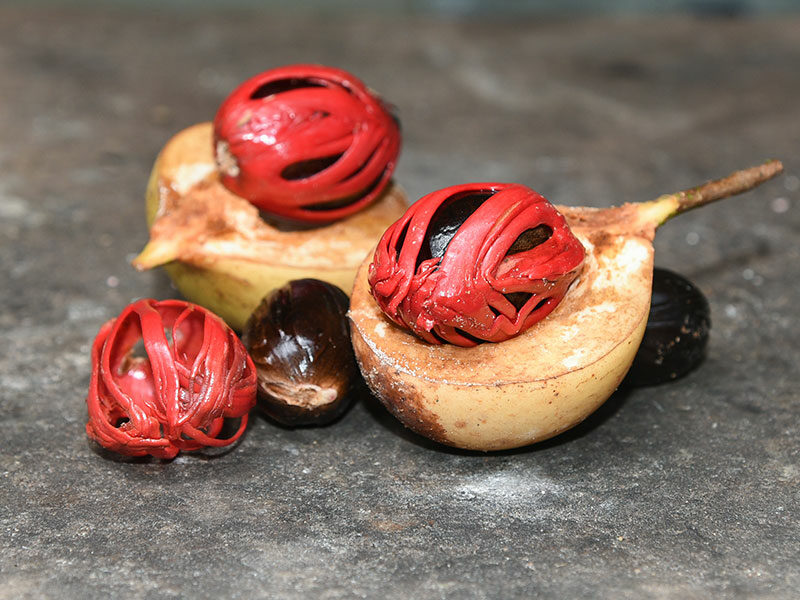 Nutmeg Fruits