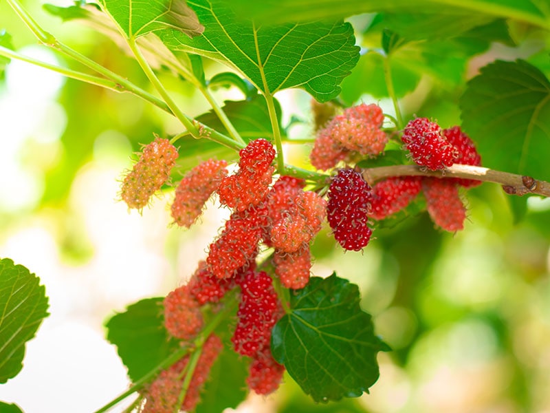 Organic Mulberry Fruit Tree