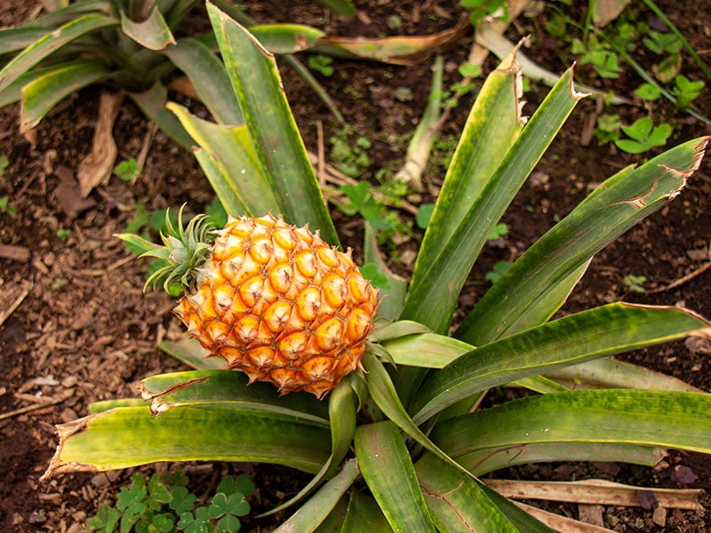 Pineapple Growing Greenhouse