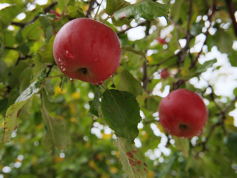 Red Ripe Apple Water