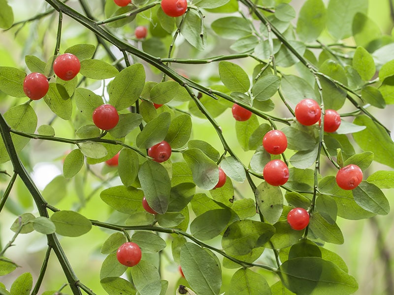 Ripe Red Huckleberries