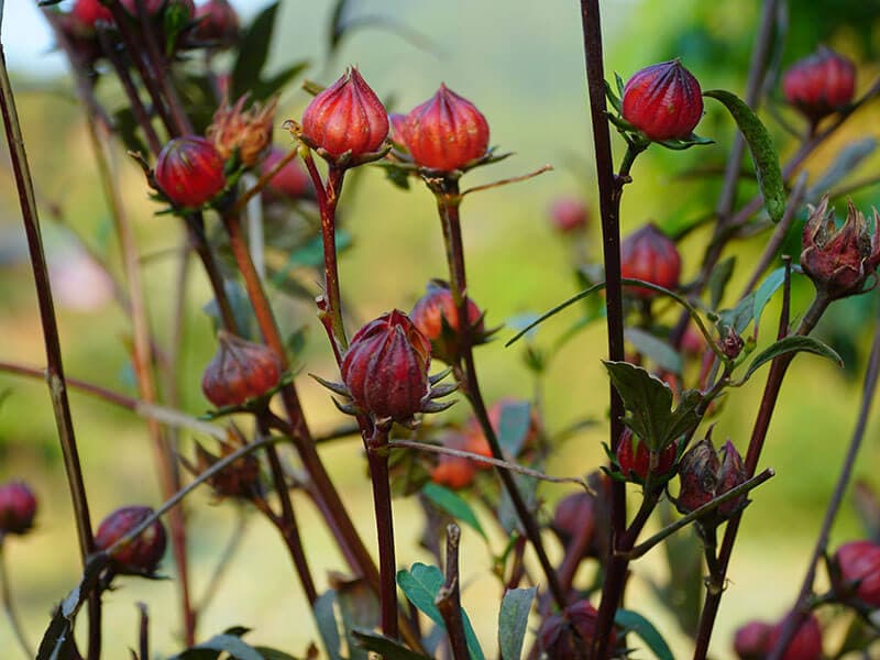 Roselle Fruit Gardenroselle