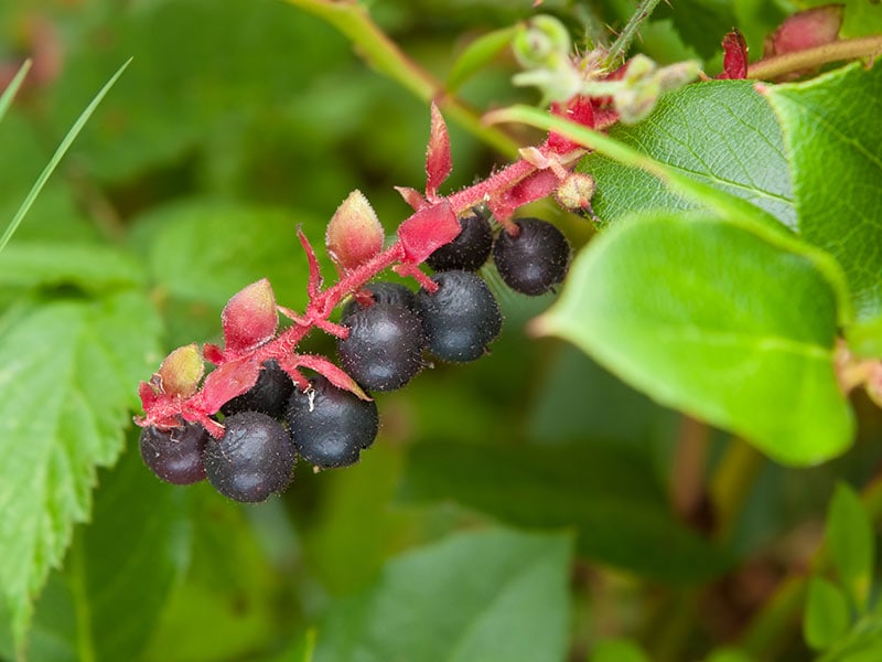 Salal Berries Gaultheria