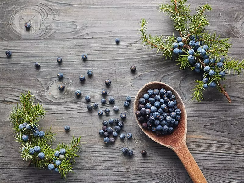 Seeds Juniper Branch Berries