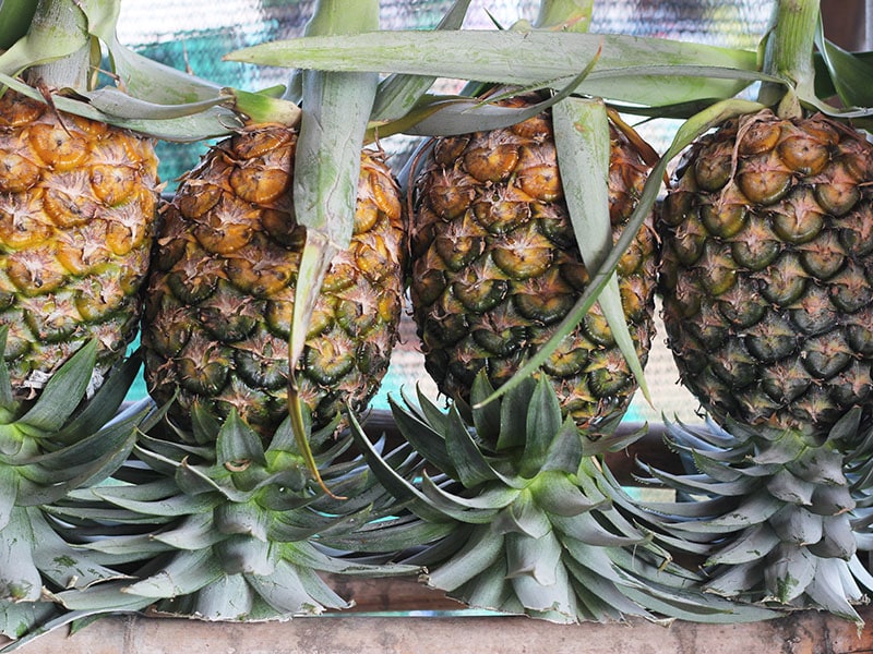 Slightly Ripe Pineapples