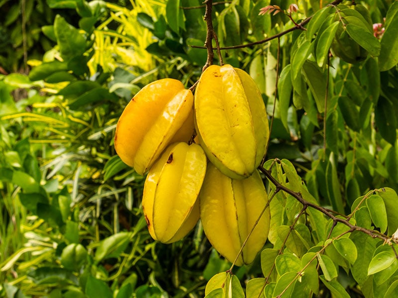 Star Fruit Tree