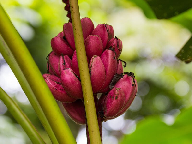 Wild Red Banana Fruit