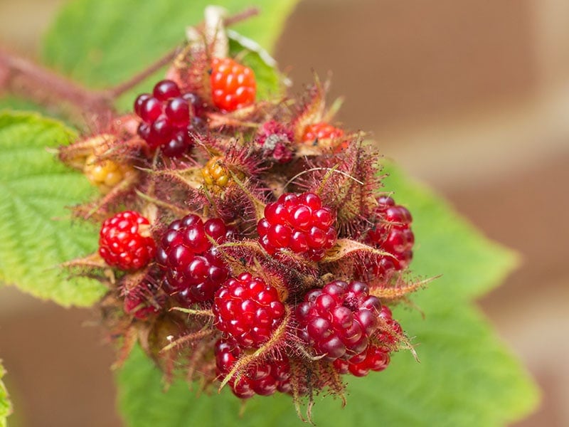 Wineberry Rubus