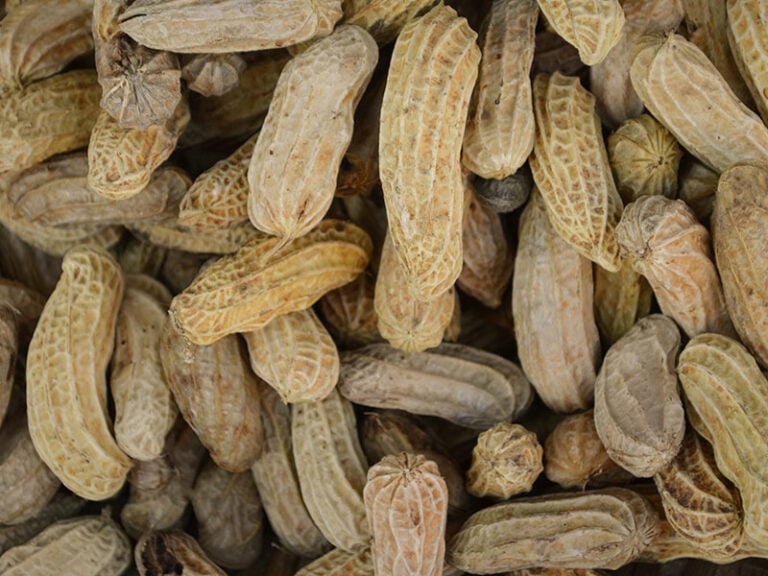 Do Peanuts Go Bad? A Comprehensive Guide 2024