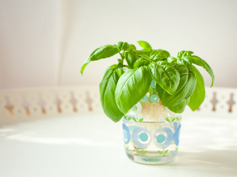 How To Store Fresh Basil - 5 Tips To Keep It Longer 2023