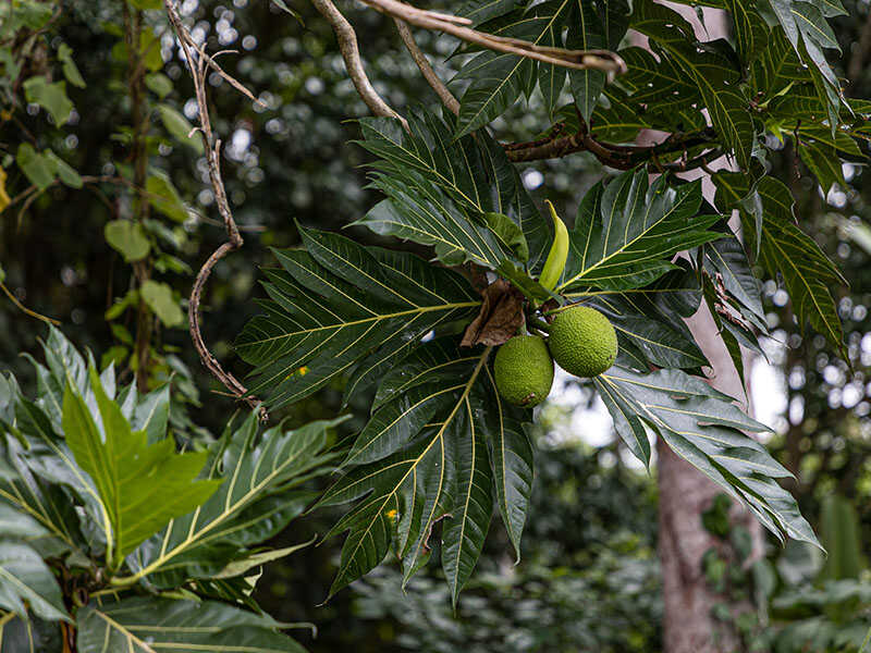 Breadfruit Tree Latin