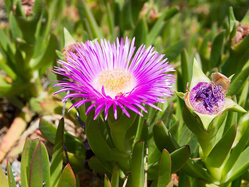 Bright Pink Flower