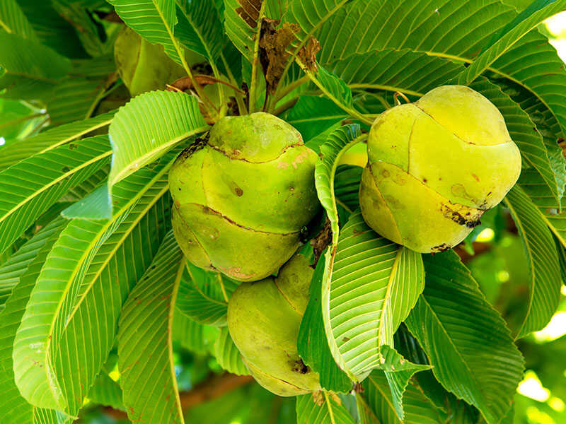 Elephant Apple