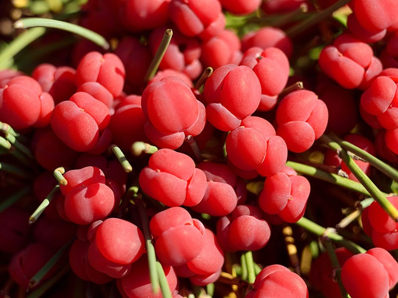 Ephedra Shrub Ripe Red