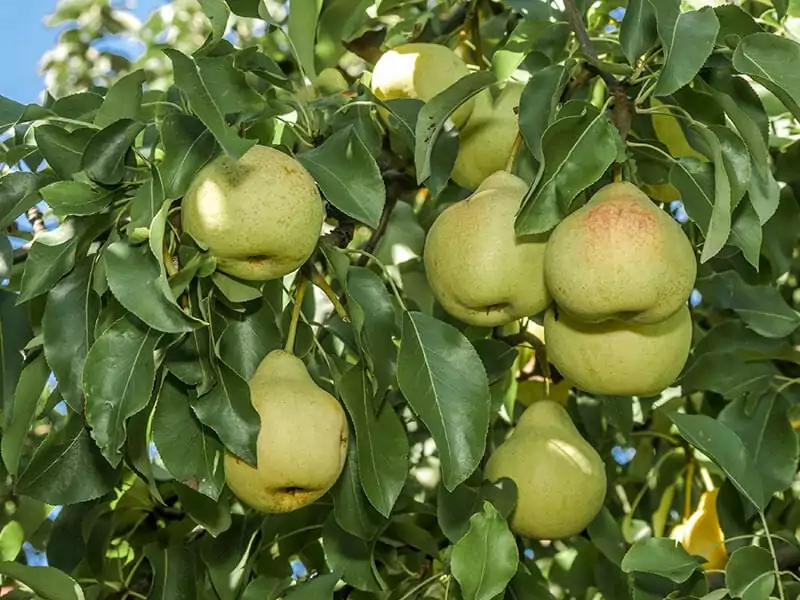 European Pear