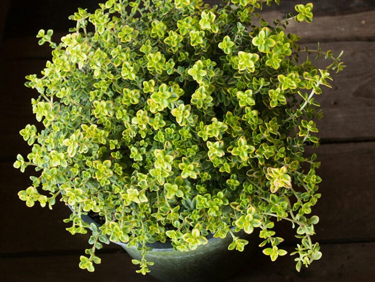 10 Marjoram Substitutes to Enhance Your Dishes in 2024