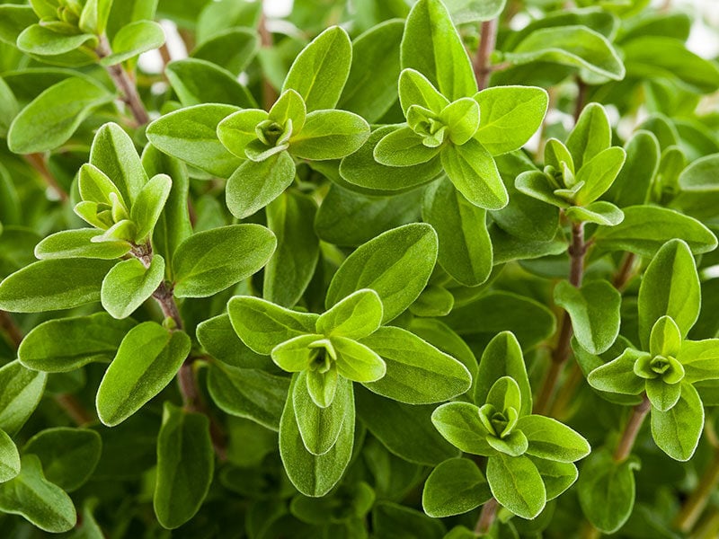 Fresh Marjoram