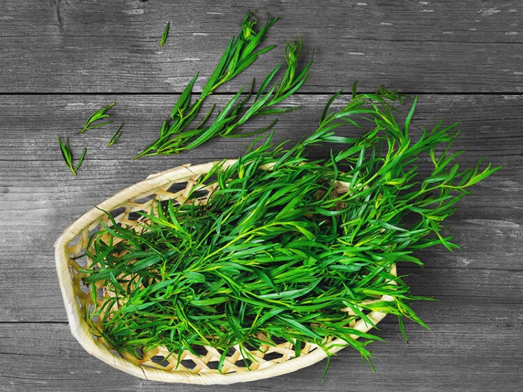 10 Marjoram Substitutes to Enhance Your Dishes in 2024