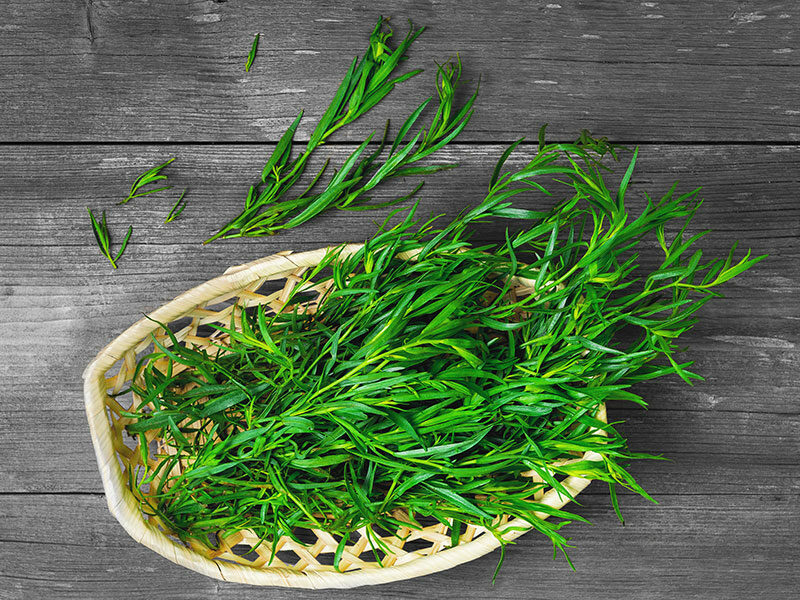 Fresh Tarragon Herb