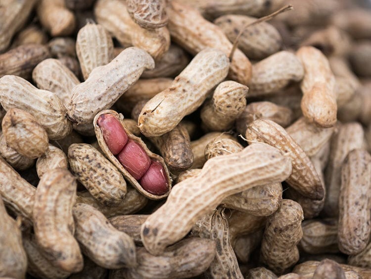 Do Peanuts Go Bad? A Comprehensive Guide 2024