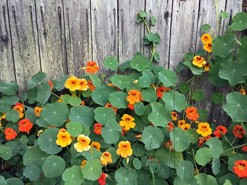 Nasturtium Bright Red