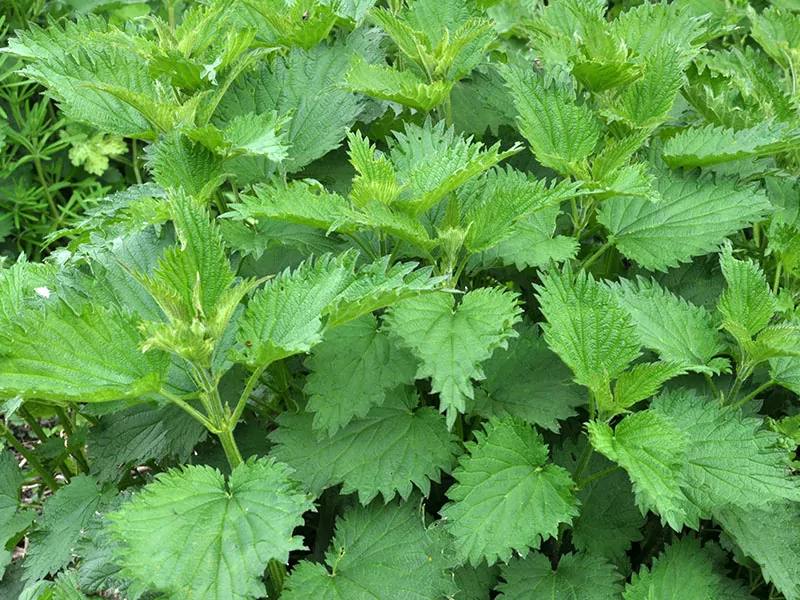 Nettle Dioecious Urtica