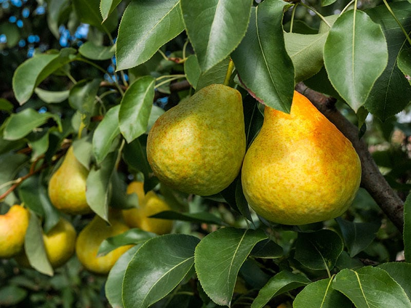 Pear Pyrus Communis