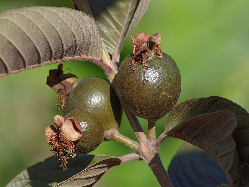 Red Malaysian Guava