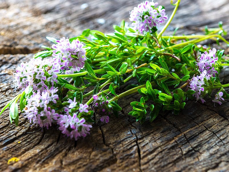 Summer Savory Satureja