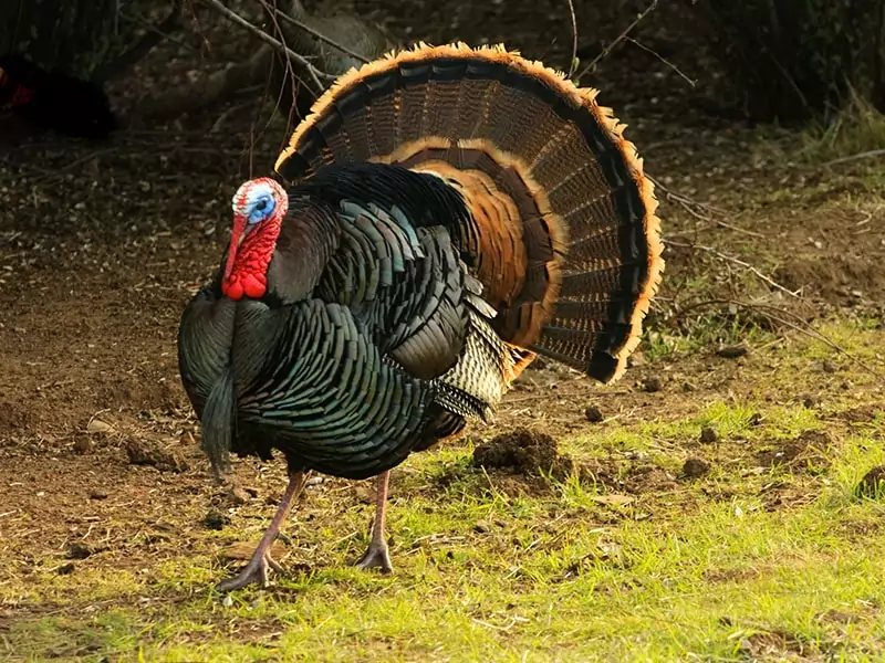 Turkey Gobbler