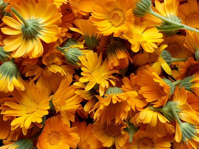 Calendula Flower