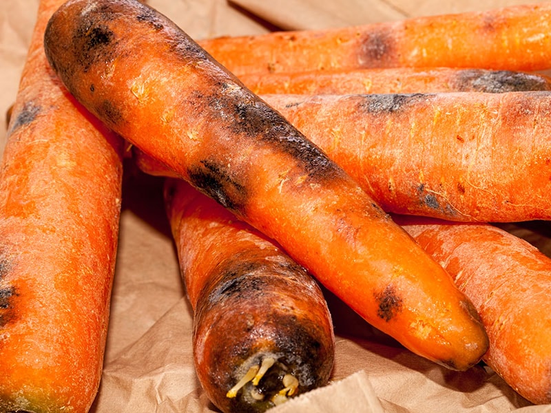 Carrots Spoiled Moldy
